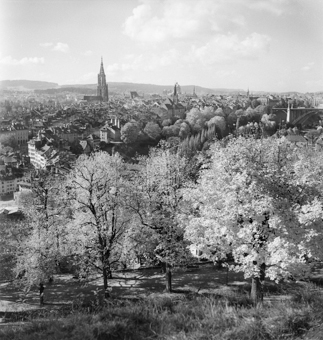 Blühende Kirschbäume am Hang des Rosengartens, Blick auf die Berner Altstadt
