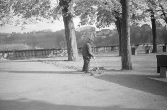  Münsterplattform mit Bäumen und Sitzbänken, Mann am Laub Rechen, im Hintergrund Rosengarten und Obstbergquartier