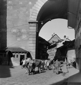 Bauer mit Kühen unter Brückenbogen der Nydeggbrücke, Bern