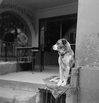 Sitzender Hund vor einem Laden, Altstadt Bern
