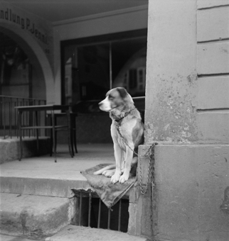 Sitzender Hund vor einem Laden, Altstadt Bern