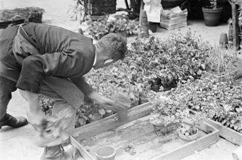 Blumenmarkt auf dem Bundesplatz, Bern