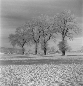 Vier verschneite Bäume in winterlicher Landschaft 