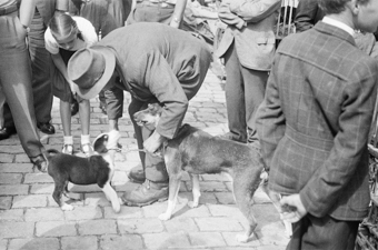 Marktszene mit zwei Hunden