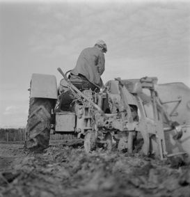 Gefangener der Strafanstalt Bellechasse bei der Feldarbeit auf einem Traktor