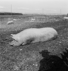 Strafanstalt Bellechasse: Schweineweide