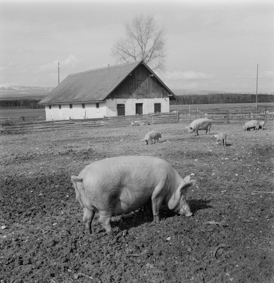 Strafanstalt Bellechasse: Schweineweide