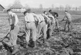 Strafanstalt Bellechasse: Gefangene bei der Feldarbeit