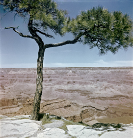 Blick in den Grand Canyon, vorne eine Arve 