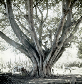 Viehweide unter grossem Baum
