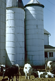 Kühe vor Futtersilos