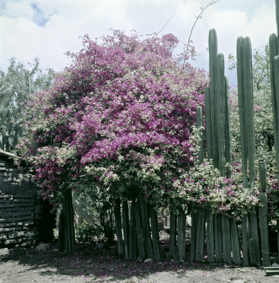 Garten in Mexiko
