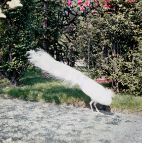 Weisser Pfau in einem Park