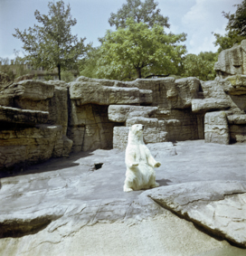 Eisbär im Zoo
