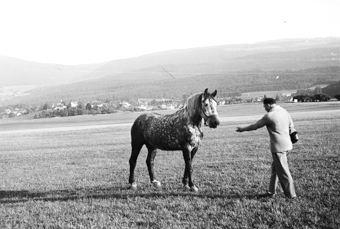 Mann und Pferd auf einer Jura-Weide