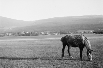 Pferd auf einer Weide grasend