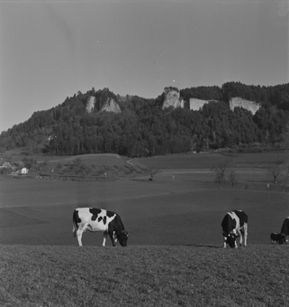 Blick zu den aus dem Wald ragenden Sandsteinfelsen der Stockern-Steinbrüche, vorne Kuhweide westlich der Krauchthalstrasse in Bolligen