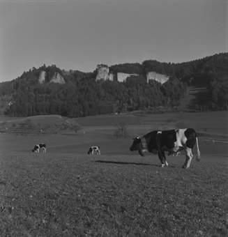 Blick zu den aus dem Wald ragenden Sandsteinfelsen der Stockern-Steinbrüche, vorne Kuhweide bei Habstetten neben der Krauchthalstrasse in Bolligen