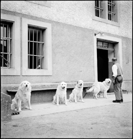 Die Hunde vom Thorberg
