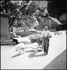 Die Hunde vom Thorberg