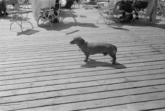 Dackel auf der Sonnenterrasse des Hotels Bellevue des Alpes