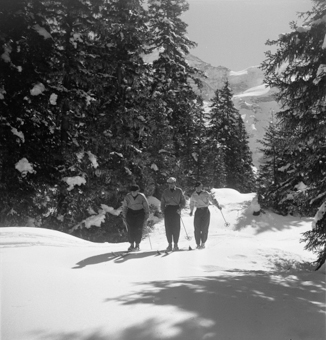 Drei Skifahrer in Fahrt durch Winterwald