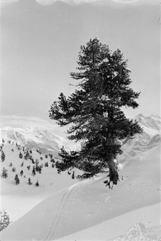 Arve in verschneiter Berglandschaft