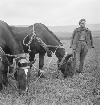 Soldat mit zwei Pferden auf dem Feld