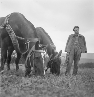 Soldat mit zwei Pferden auf dem Feld