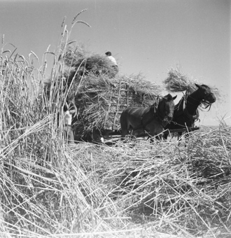 Getreideernte mit Pferd und Wagen