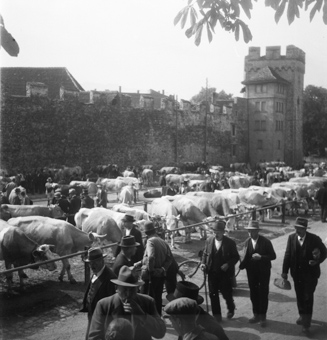 Viehmarkt in Thun