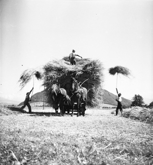 Bauern beim Aufladen von Getreidegarben auf Pferdewagen