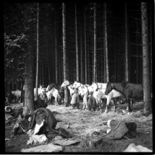 Im Biwak eines übergetretenen Spahi-Regiments im Jura